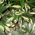 Arrowroot